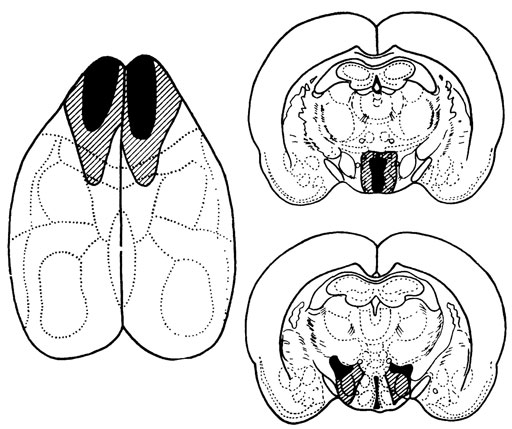 ���. 24. ���������������� ����� ����������� �������� ������� ����� ����, ������������ � ����������������� ������������ � ����. ����������� �� ��, ��� �� ���. 19 � 27 (�� �. �. ��������� � �. �. ���)